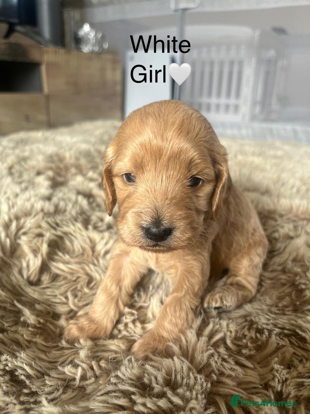 Cockapoo dogs for sale: ⭐️F1B cockapoo puppies⭐️ - Image 16