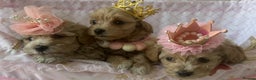 Maltipoo dogs for sale: **CHAMPION MALTIPOOS* HEALTH TESTED PARENTS** - Advert 16