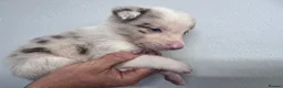 Border Collie dogs for sale: 6 Beautiful Red Merle puppies  - Advert 34