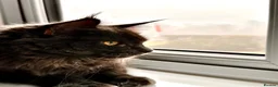 Maine Coon cats for sale: Blue smoke Maine coon  in Mansfield - Advert 6