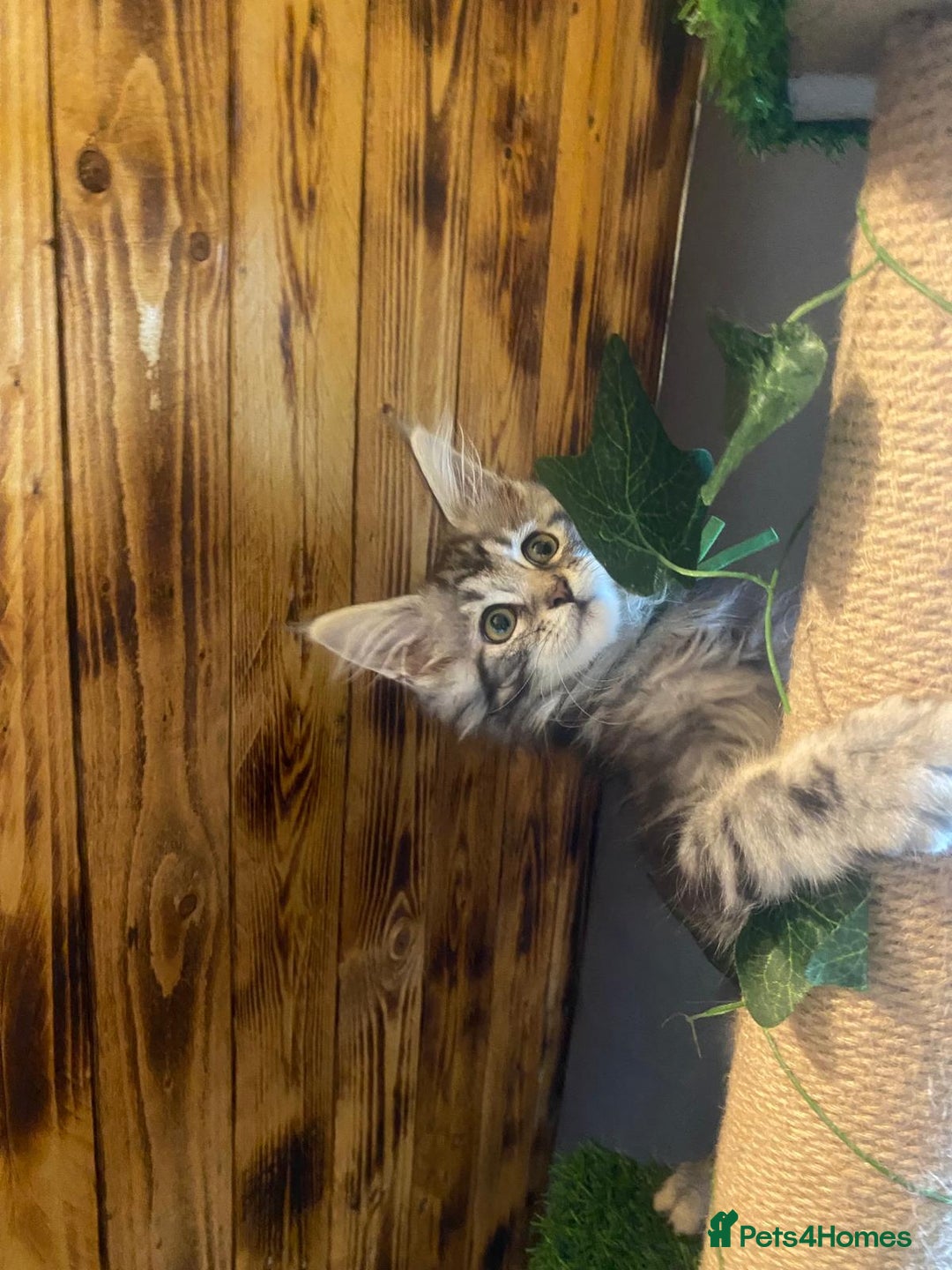 Maine Coon cats for sale: Gccf maine coon babies - Advert 16