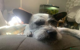 Mixed Breed dogs for adoption: Cute Hunor looking for LOVE - Image 1
