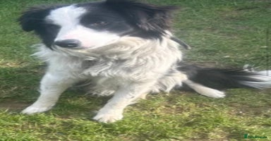 Border Collie dogs - Advert 14