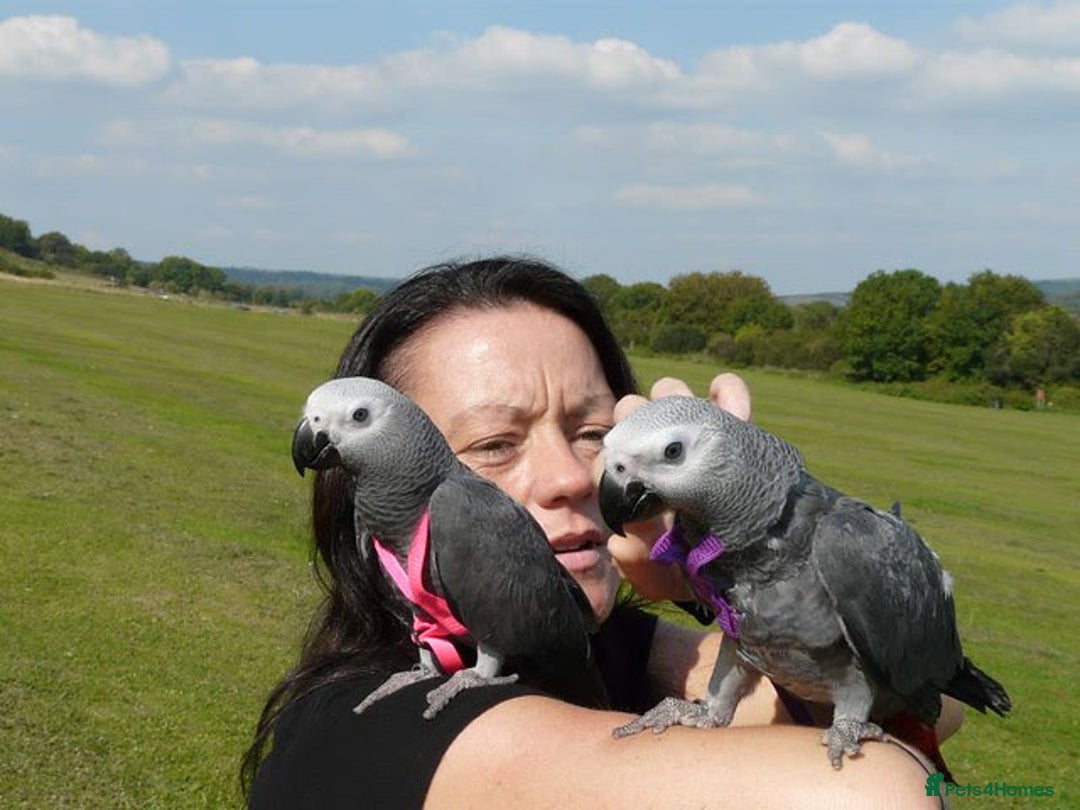 Parrots birds for sale: African Grey Parrots Pair - Image 1