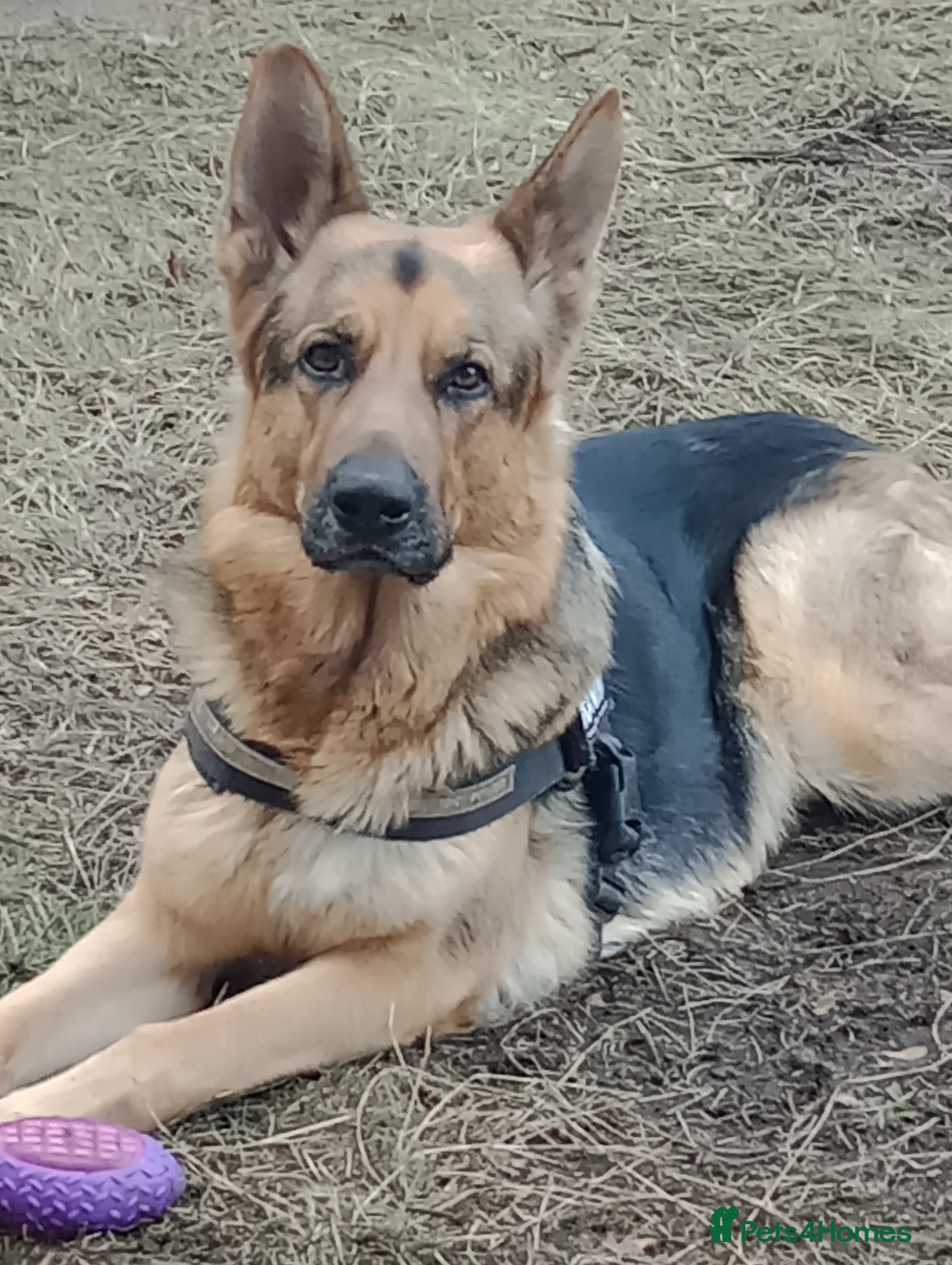German Shepherd dogs For Stud - Advert 1