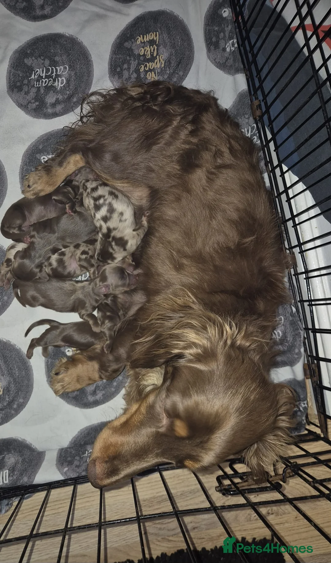 Dachshund dogs for sale: Gorgeous long haired daschunds available in Barnsley - Advert 7