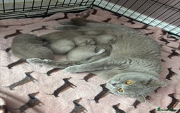 British Shorthair cats for sale: Lilic GCCF registered active champion lines  - Image 35
