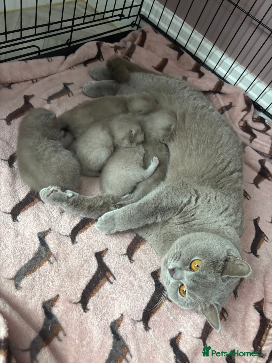 British Shorthair cats for sale: Lilic GCCF registered active champion lines  - Image 35