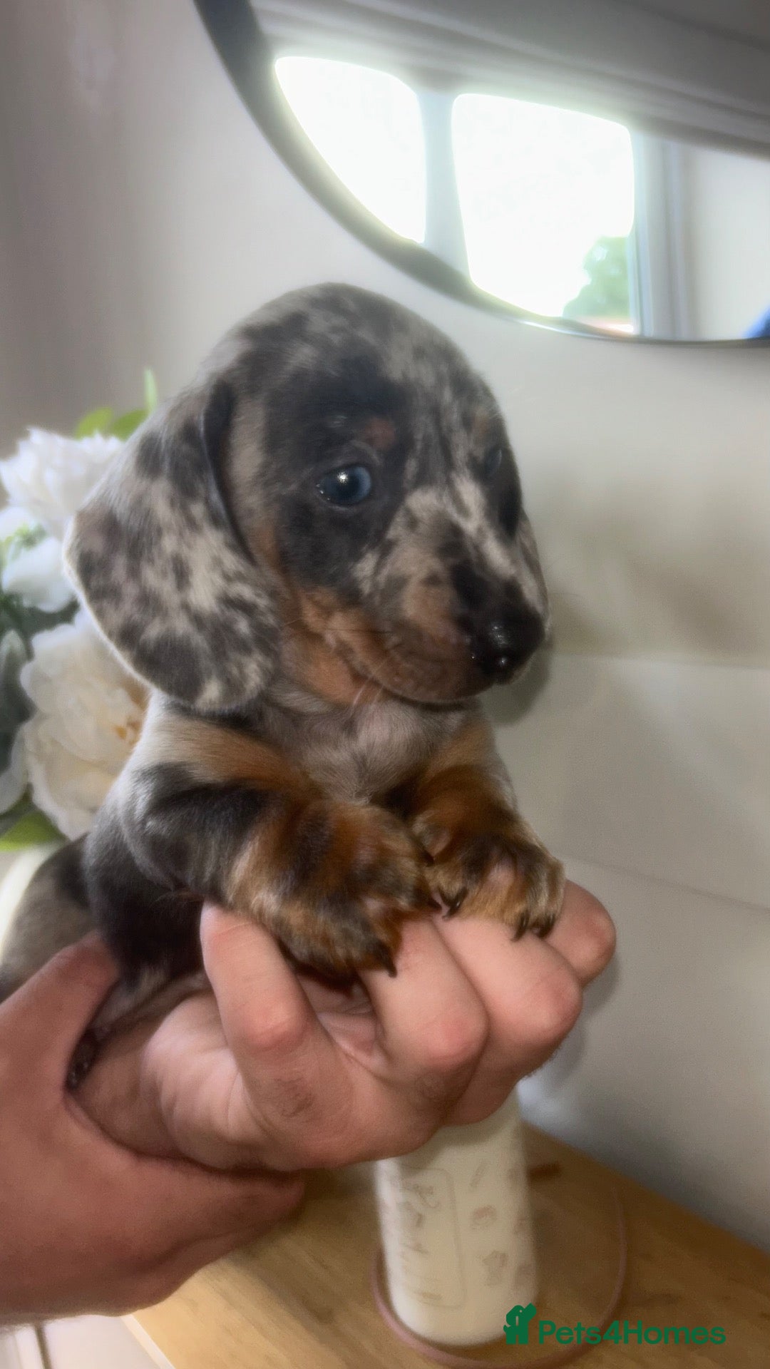 Miniature Dachshund dogs Kc reg miniature dachshund puppies  - Advert 17