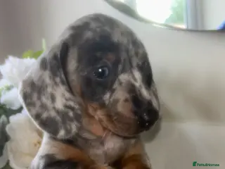 Miniature Dachshund dogs Kc reg miniature dachshund puppies - Advert 17