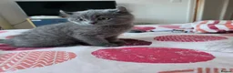 British Shorthair cats for sale: Blue British Shorthair Kittens – 1 Male & 1 Female - Advert 9