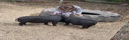 Pig livestock for sale: Stunning kune kune friendly little mixed piglets - Advert 17