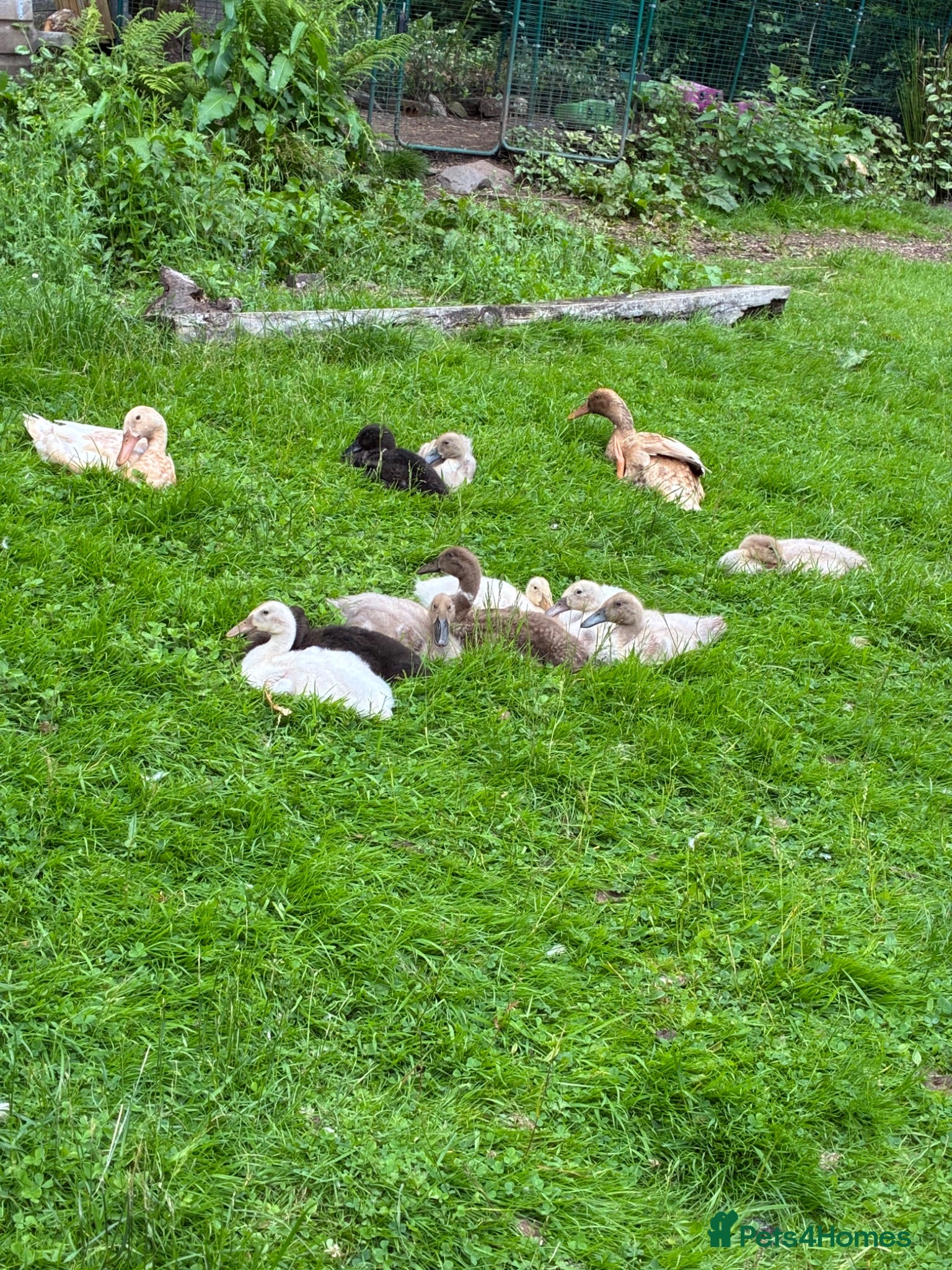 Ducks poultry Indian Runner Ducklings  - Advert 1