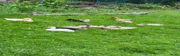 Ducks poultry for sale: Indian Runner Ducklings  - Advert 1