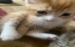 American Shorthair cats for sale: 4 kitten for sale  - Image 3
