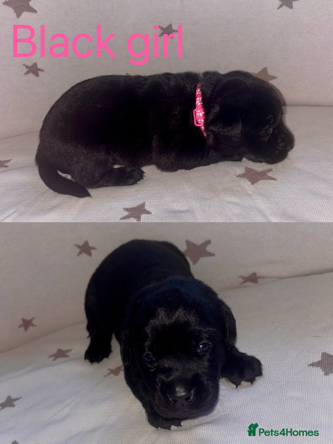 Labrador Retriever dogs for sale: Adorable Labrador Puppies–KC Registered - Advert 8