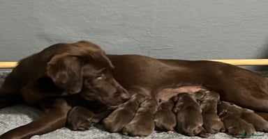 Labrador Retriever dogs - Advert 12