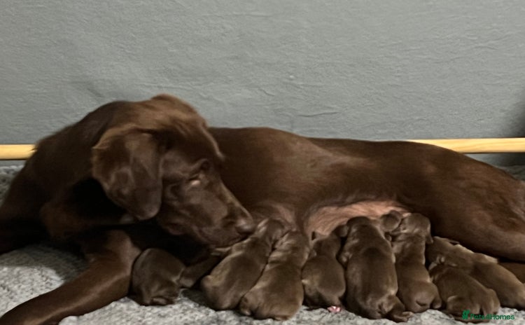 Labrador Retriever dogs - Advert 14
