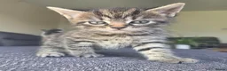 Mixed Breed cats for sale: Adorable long haired girls looking for 5* homes - Advert 20