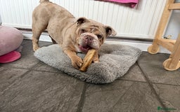 English Bulldog dogs for sale: Beautiful british bulldog female - Image 5