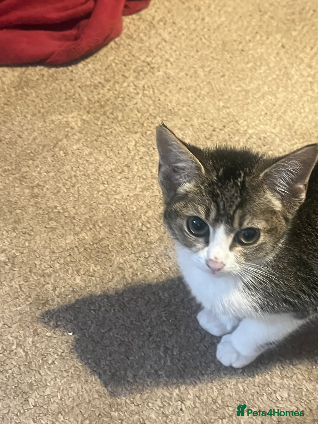 British Shorthair cats for sale: Kittens - Advert 2