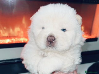 Chow Chow dogs 🍬Beautiful chow litter kc registered 🍬 - Advert 9