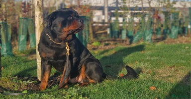 Rottweiler dogs VINNI 🔥 VONNBELLA TOKUGAWA LEYASU Now Available!” - Advert 15