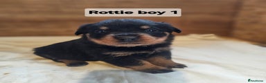 Rottweiler Puppy 1