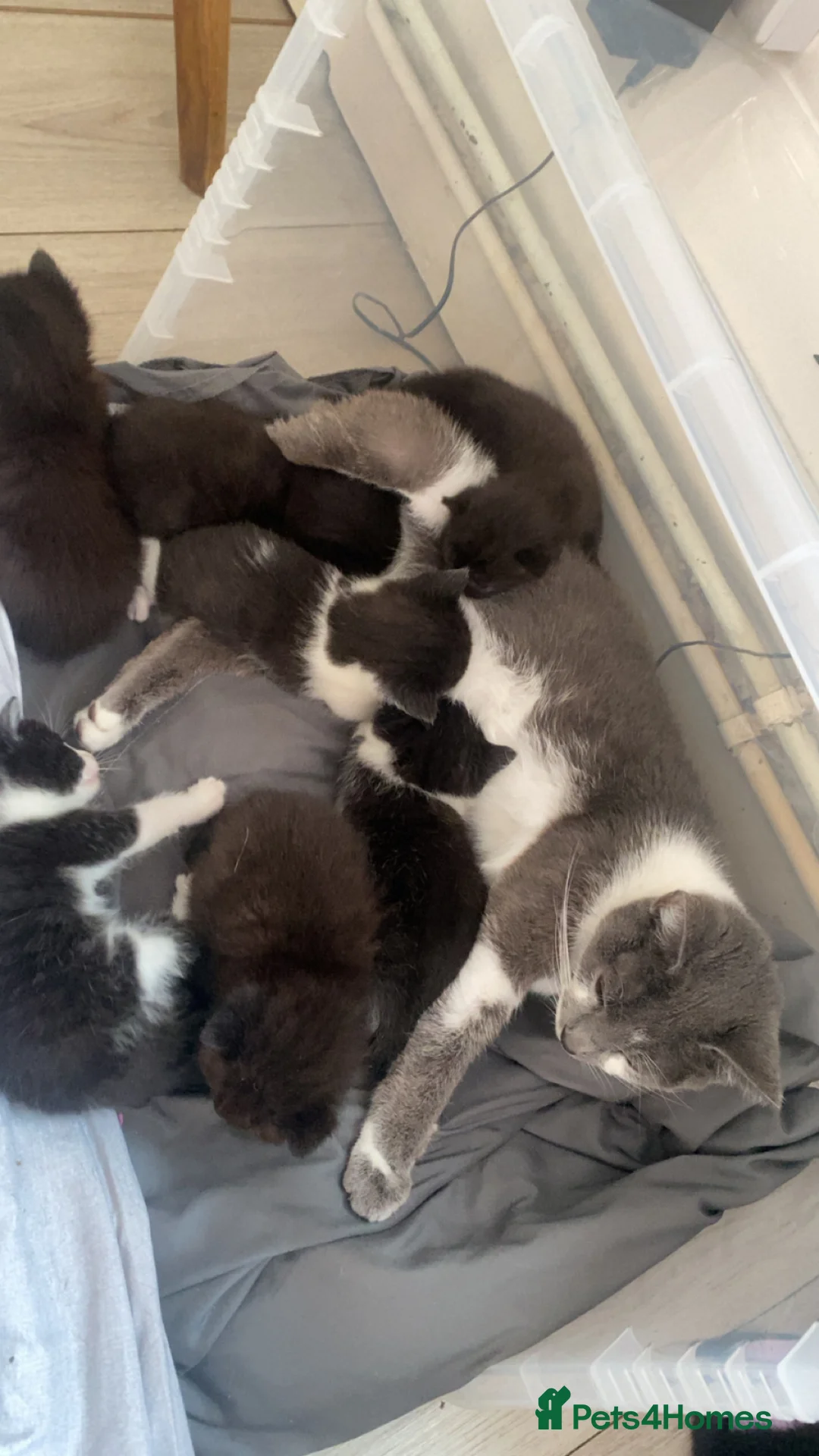 Mixed Breed cats for sale: Beautiful kittens needing loving homes  - Advert 1