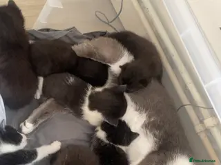 Mixed Breed cats Beautiful kittens needing loving homes - Advert 1