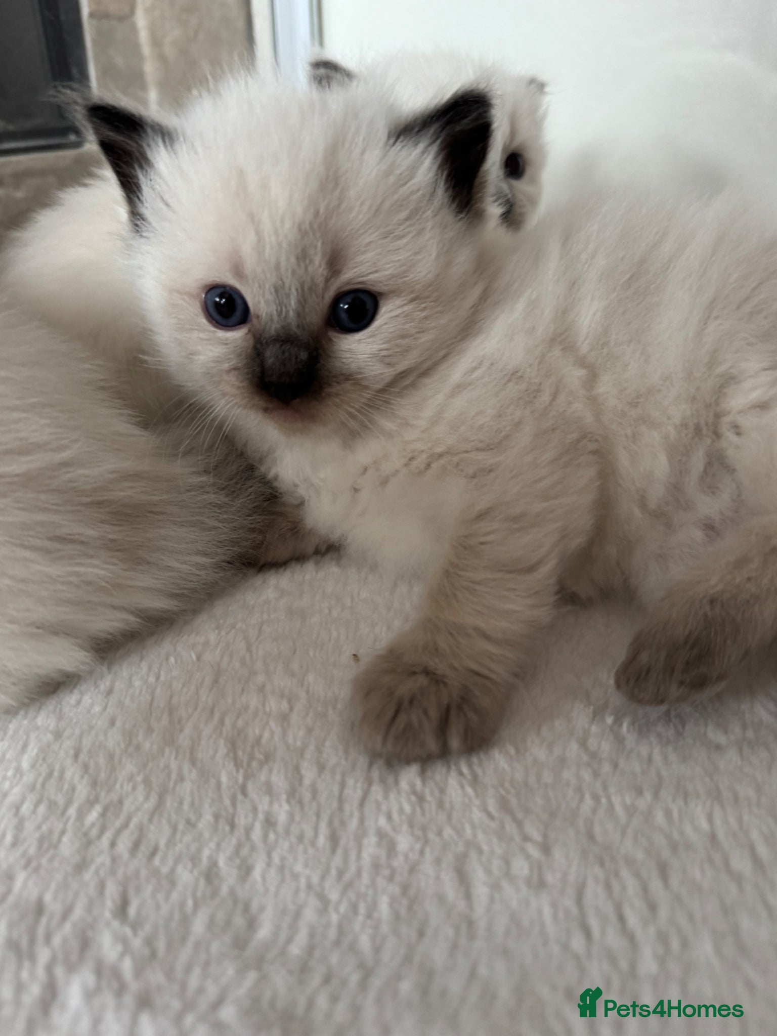 Ragdoll cats 🏆gccf male ragdoll kitten - Grch mother 🥇🐾 - Advert 2