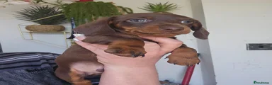 Miniature Dachshund 3