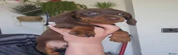 Miniature Dachshund dogs for sale: Miniature dachshund  - Advert 15