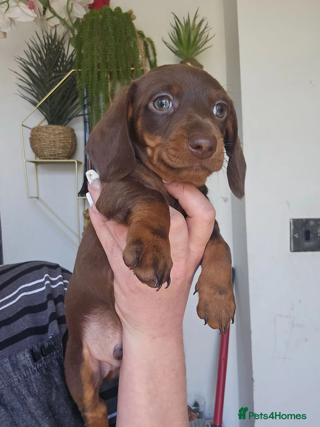 Miniature Dachshund dogs for sale: Miniature dachshund  - Advert 15