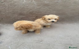 Maltipoo dogs for sale: Multipoo  - Image 8