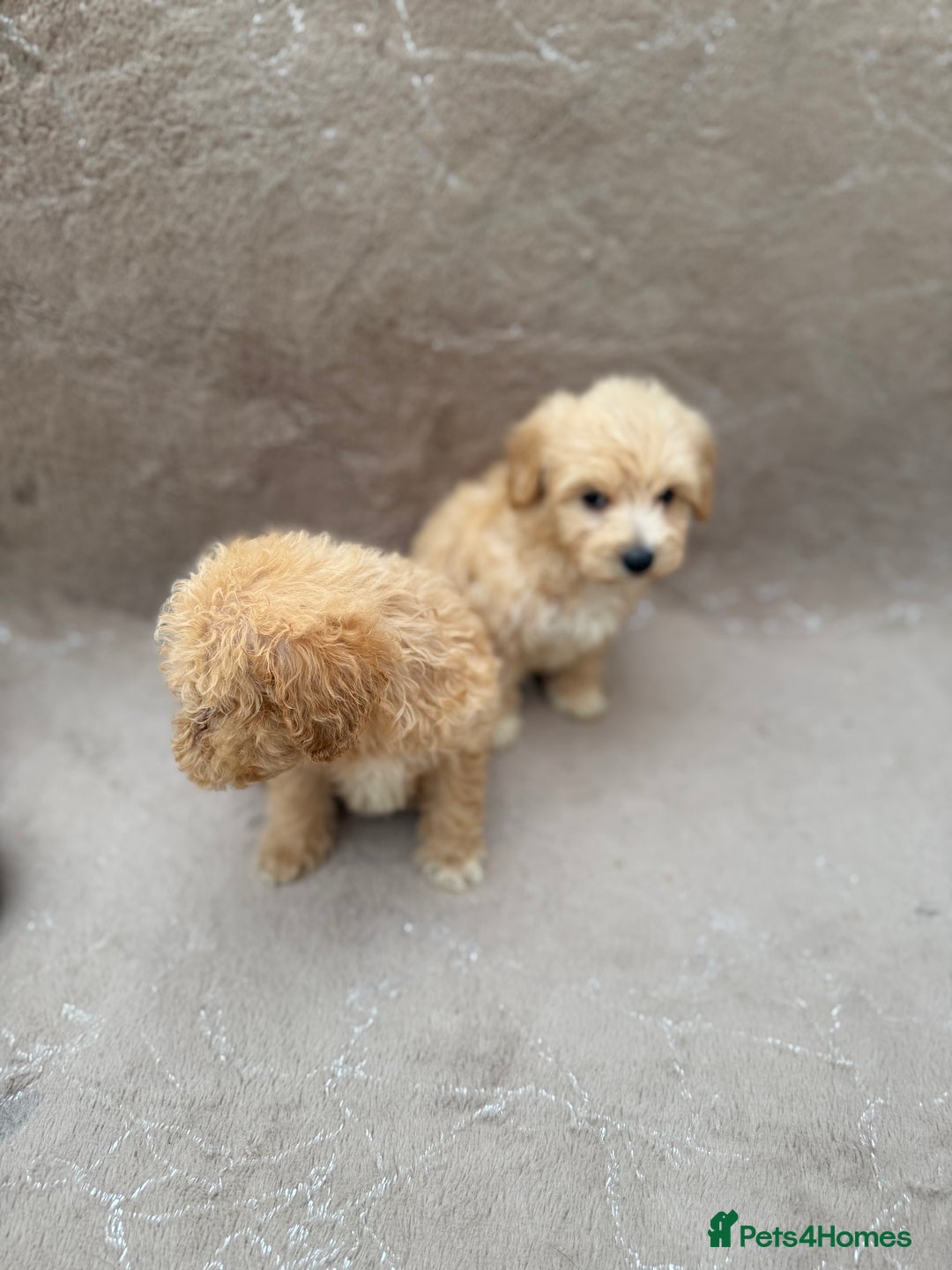 Maltipoo dogs for sale: Multipoo  - Image 8