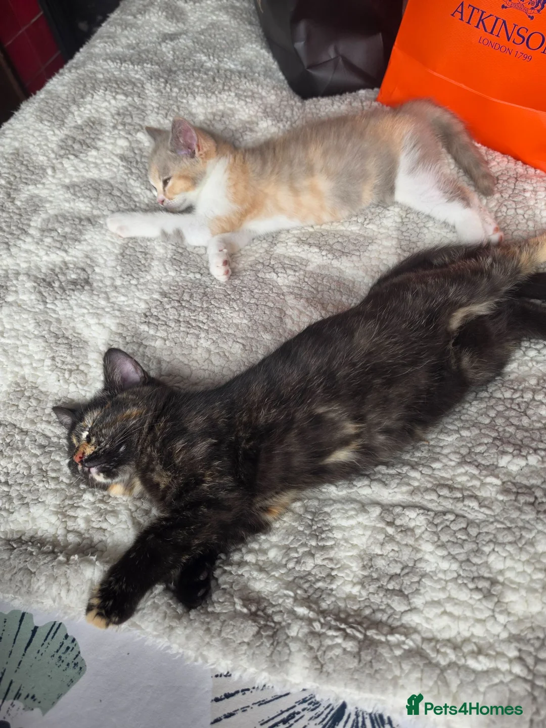 British Shorthair cats for sale: 2 British shorthair kittens  - Advert 2