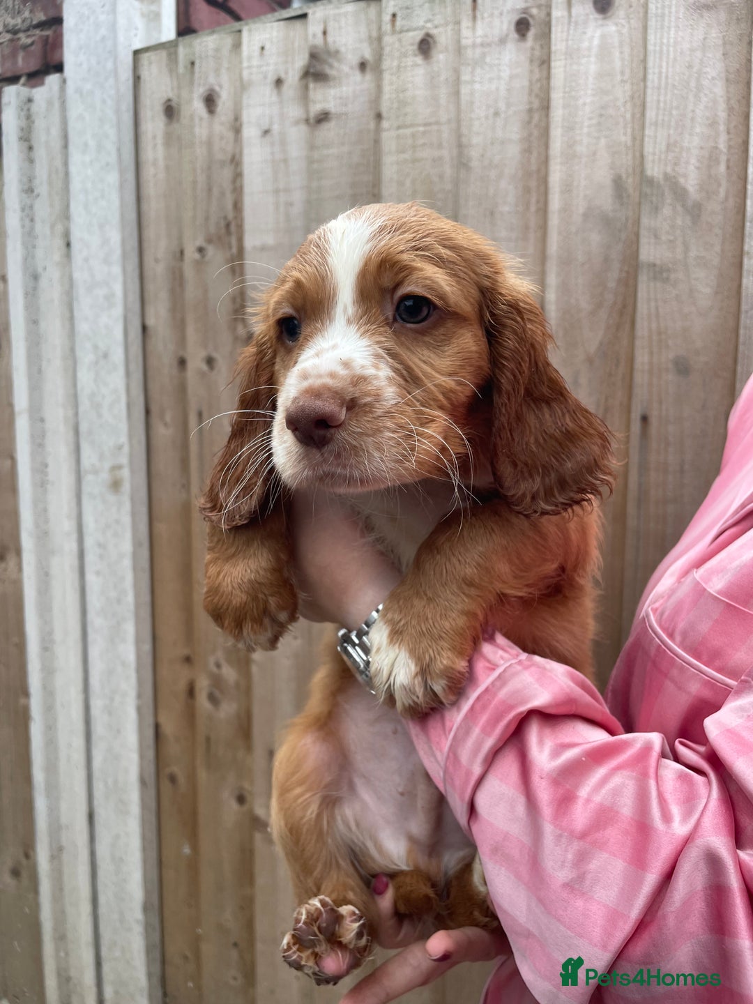 Cocker Spaniel dogs for sale: Make Working cocker spaniel puppies  - Image 20