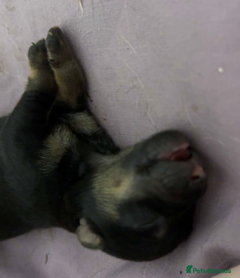 Jack Russell dogs Jack Russell Puppies  - Advert 1