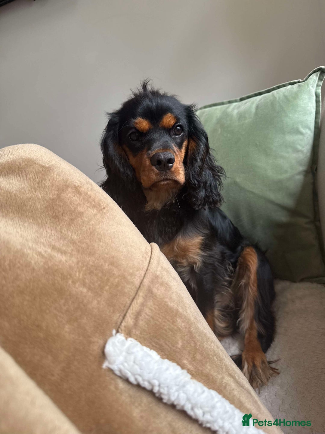 Cavalier King Charles Spaniel dogs for sale: Cavalier King Charles Spaniel Puppy - Image 2