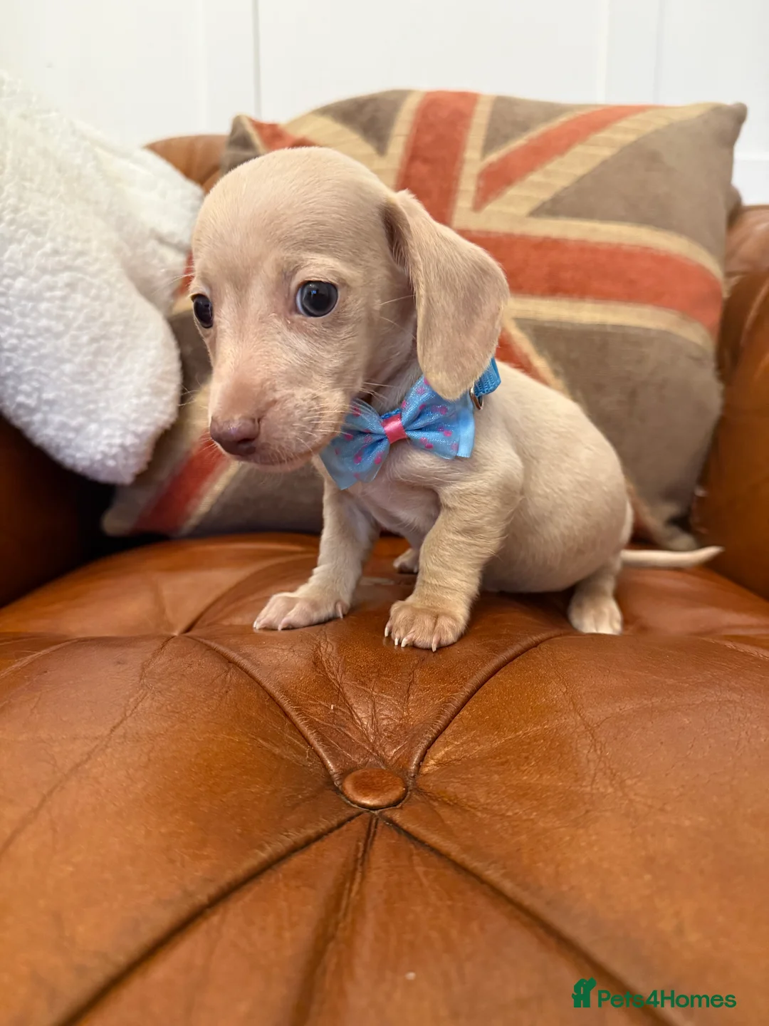 Miniature Dachshund dogs for sale: Stunning Pups 5 ⭐ Star Licensed 5 ⭐ Reviews!  - Advert 13