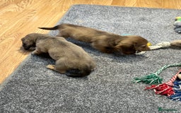 Miniature Dachshund dogs for sale: Gorgeous shaded cream pups - Image 25