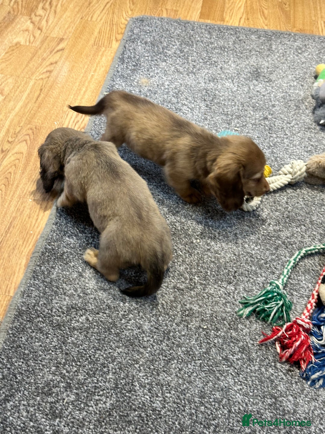Miniature Dachshund dogs for sale: Gorgeous shaded cream pups - Image 25