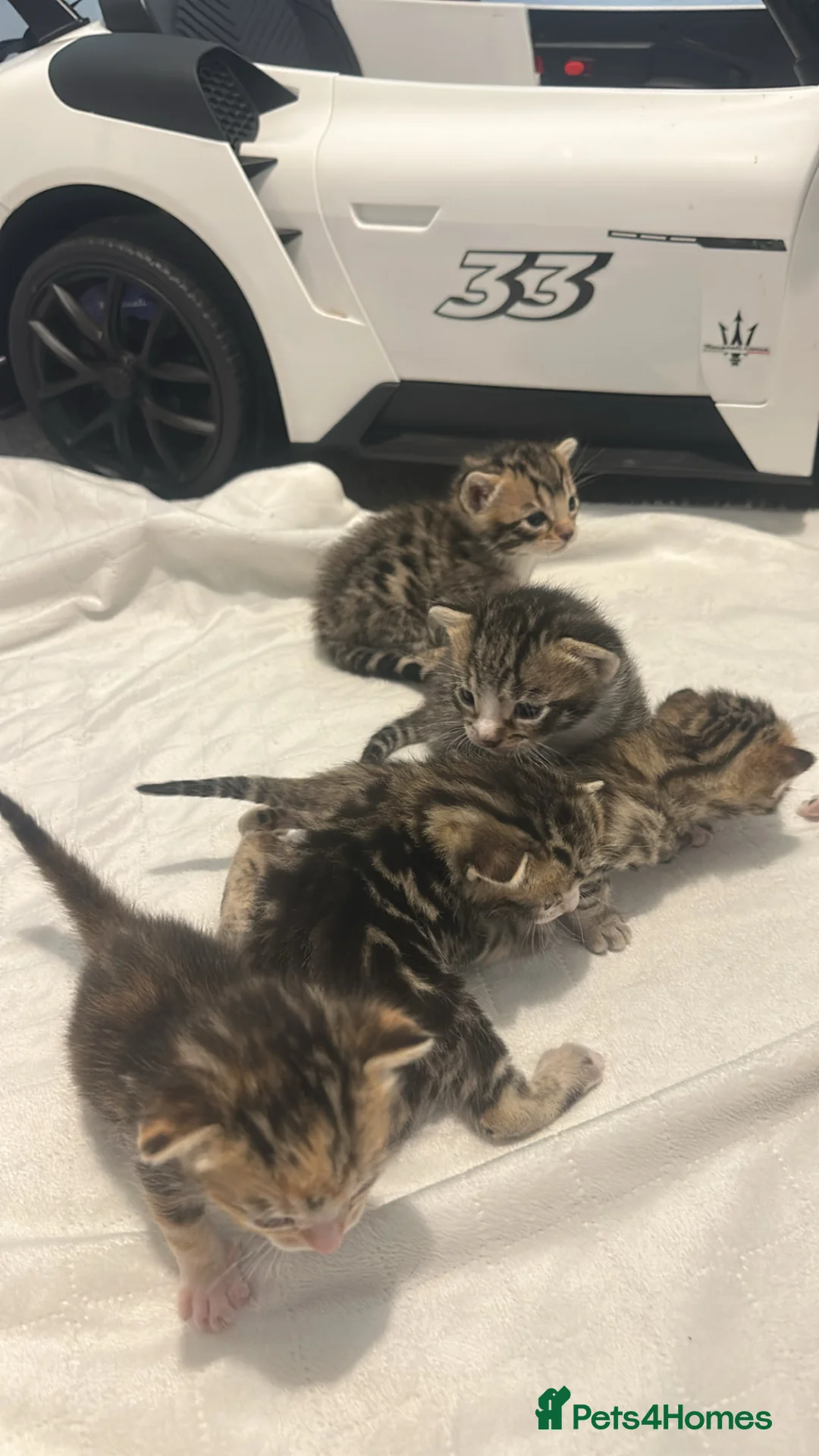 Bengal cats for sale: Beautiful Bengal Mix Kittens🐾 in Bromsgrove - Advert 2