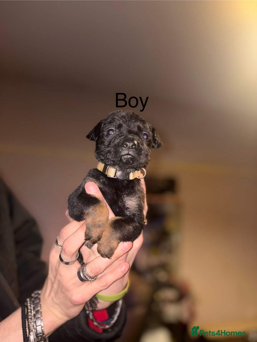 Mixed Breed dogs for sale: staffie cross rottweiler puppies  - Advert 13