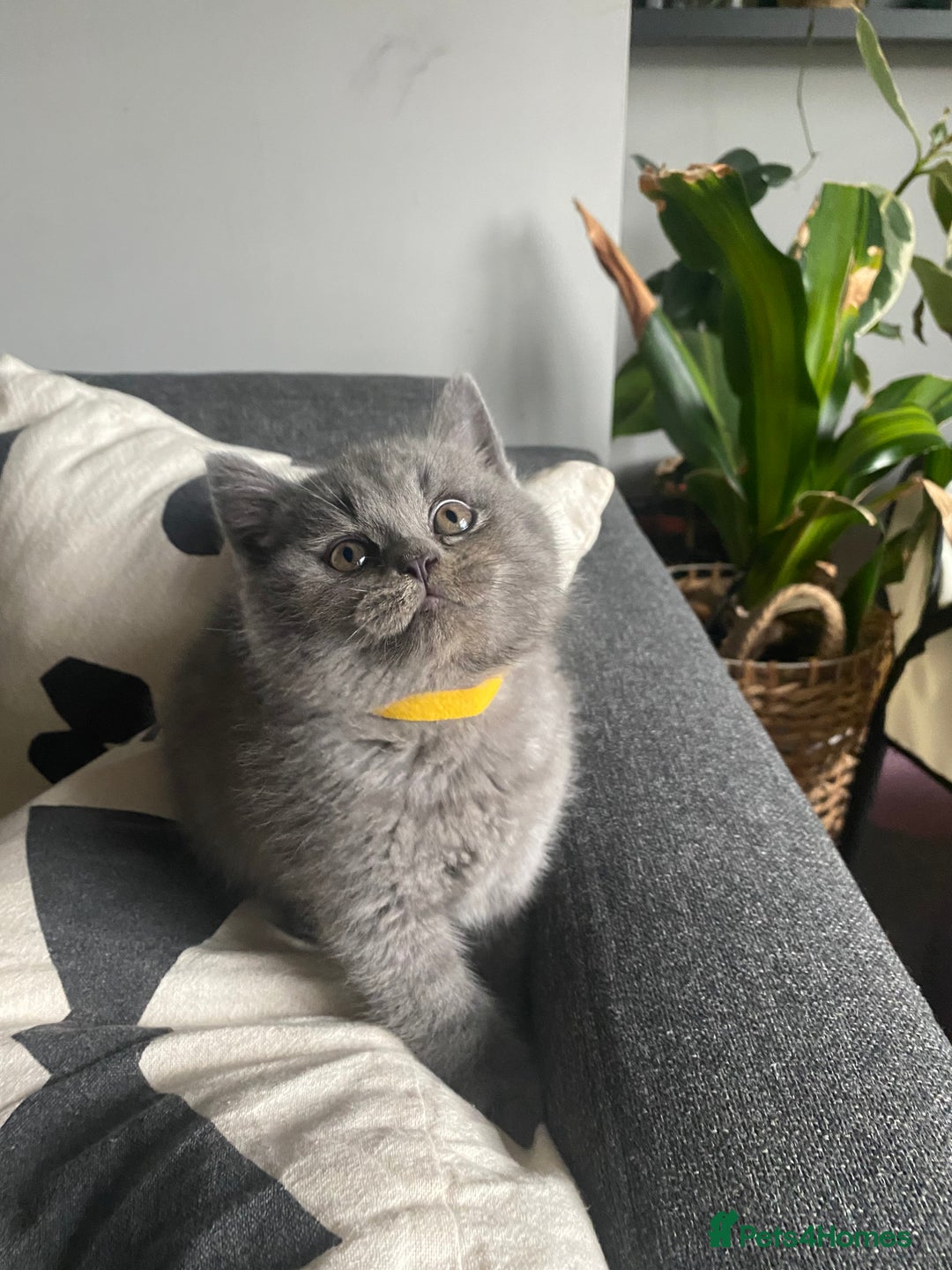 British Shorthair cats for sale: GCCF Outstanding British Short Hair kitten  - Image 3