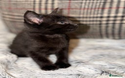 Russian Blue cats for sale: Russian Black - Image 7
