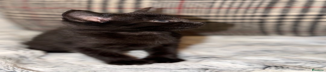 Russian Blue Kitten 2