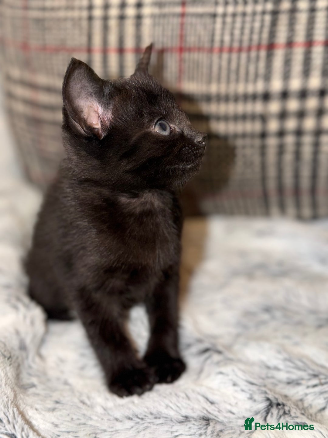 Russian Blue cats for sale: Russian Black - Image 7