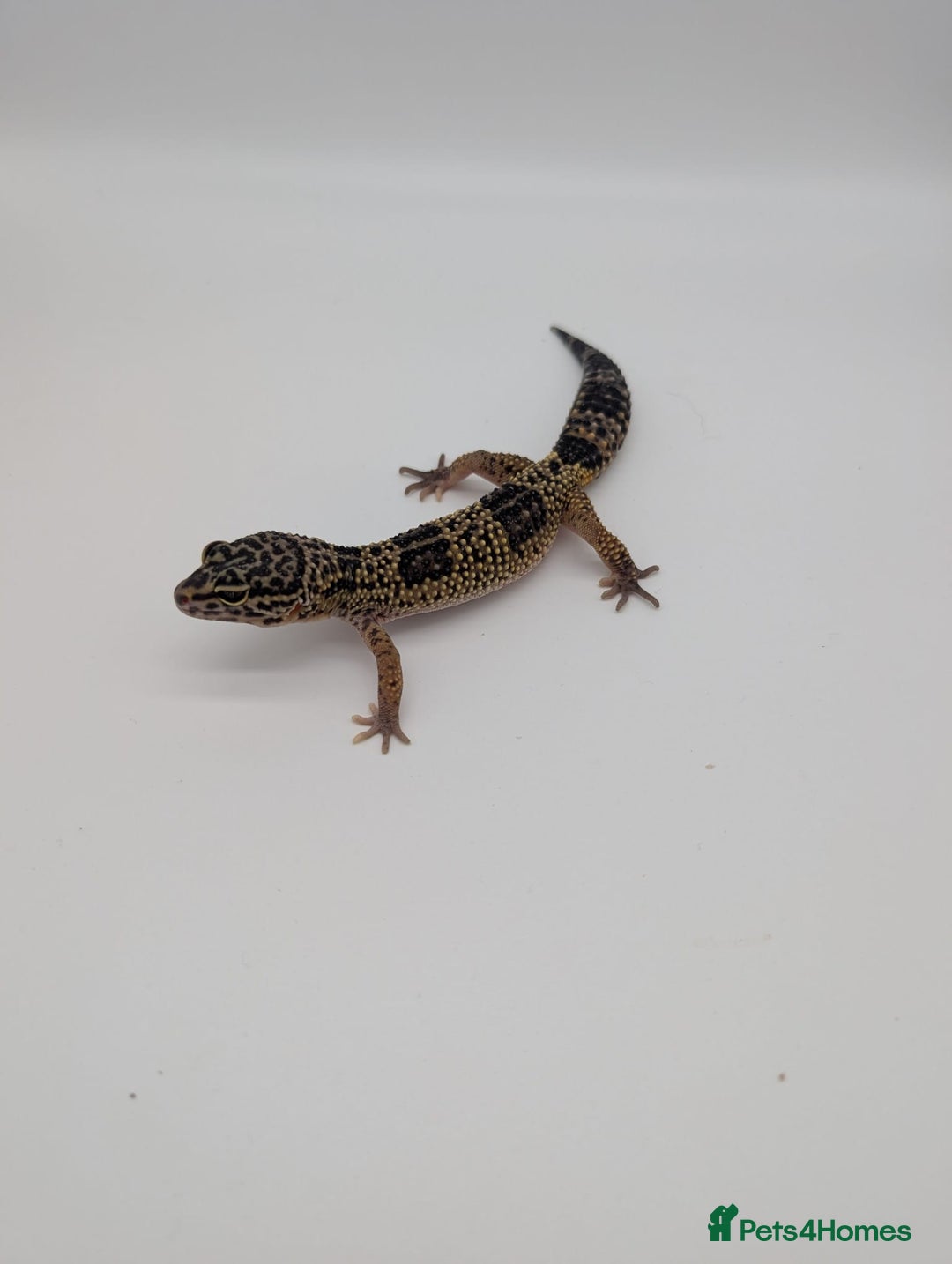 Leopard Gecko reptiles for sale: Black Night Cross Leopard Gecko  - Advert 28